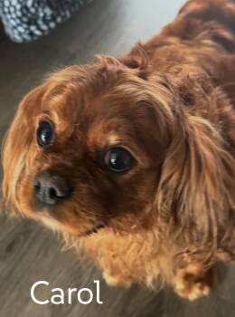 Cavalier King Charles Spaniel Dogs Available for Adoption - Carol Dee | PetCurious