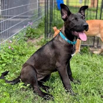 German Shepherd Dog and Labrador Retriever Dogs Available for Adoption in Friendswood, Texas - April Bandera | PetCurious