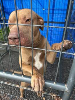 Scrappy Doo -  Pit Bull Terrier Dog Available for Adoption in Mobile, Alabama - Scrappy Doo | PetCurious