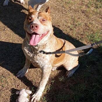Cain -  American Bulldog Dog for Adoption in Corsicana, Texas - Cain | PetCurious