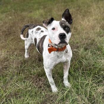 Blessed -  Mixed Breed Dog for Adoption in Loxahatchee Groves, Florida - Blessed | PetCurious