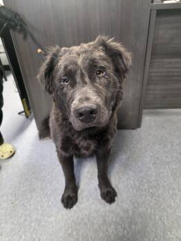 Wumbo -  Newfoundland Dog Dog for Adoption in Las Vegas, New Mexico - Wumbo | PetCurious