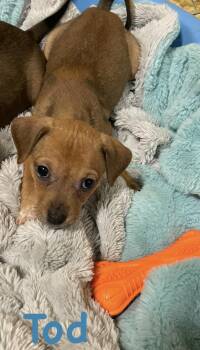 Terrier and Hound Dogs Available for Adoption - Tod  | PetCurious