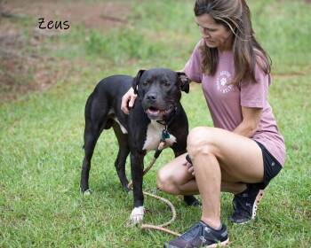 Rescue Pit Bull Terrier and Labrador Retriever Dogs for Adoption in Watkinsville, Georgia - Zeus | PetCurious