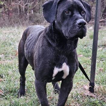 Rescue Bullmastiff and Black Labrador Retriever Dogs for Adoption in Columbia, Missouri - Tank | PetCurious