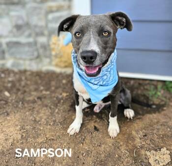 Rescue American Staffordshire Terrier Dogs for Adoption in Maryville, Tennessee - Sampson | PetCurious