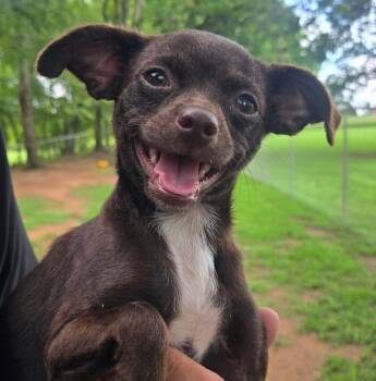 Trixie -  Miniature Poodle and Chihuahua Dog for Adoption in Athens, Alabama - Trixie | PetCurious