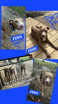 Labrador Retriever and American Bulldog Dogs Available for Adoption in Jackson, Tennessee - FINN | PetCurious