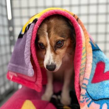 Goose -  Papillon Dog for Adoption in Chico, California - Goose | PetCurious
