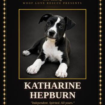 Katherine Hepburn -  Labrador Retriever Dog for Adoption in Collingswood, New Jersey - Katherine Hepburn | PetCurious