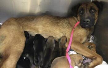 German Shepherd Dog and Mixed Breed Dogs Available for Adoption in Riverside, California - DENISE | PetCurious