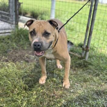 Rescue Pit Bull Terrier Dogs for Adoption in Anahuac, Texas - Squealer | PetCurious