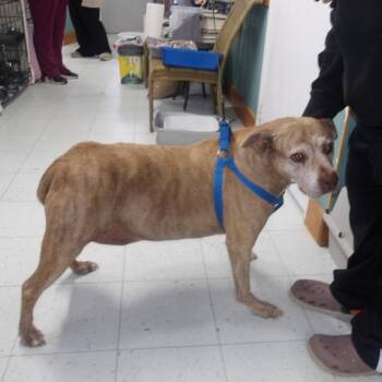 Ziggy -  Terrier and Mixed Breed Dog for Adoption in Marble, North Carolina - Ziggy | PetCurious