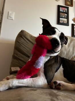 Junie -  Mixed Breed Dog for Adoption in Cincinnati, Ohio - Junie | PetCurious