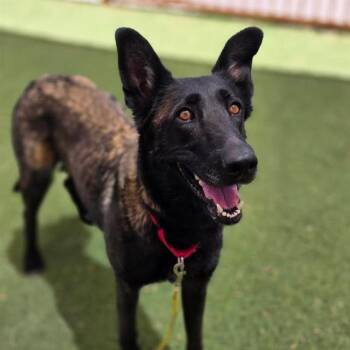 VALLEY -  Belgian Shepherd Malinois Dog for Adoption in Las Vegas, Nevada - VALLEY | PetCurious