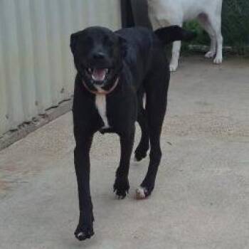 Tod -  Black Labrador Retriever and Mixed Breed Dog for Adoption in Durant, Oklahoma - Tod | PetCurious