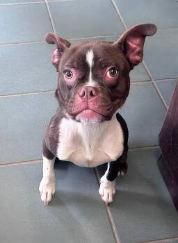 Pretzel -  Mixed Breed Dog for Adoption in Nashville, Tennessee - Pretzel | PetCurious