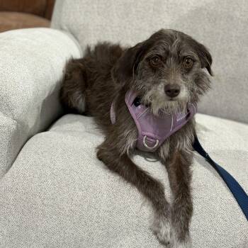 Border Terrier Dogs Available for Adoption - Gracie - AVAILABLE FOR ADPOPTION  | PetCurious