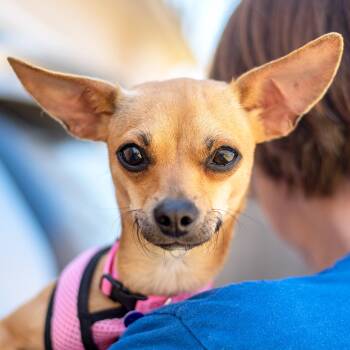 Rescue Chihuahua Dogs for Adoption in Baton Rouge, Louisiana - Cookie | PetCurious