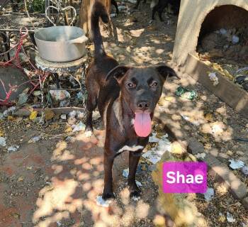 Shae -  Labrador Retriever Dog for Adoption in Silsbee, Texas - Shae | PetCurious