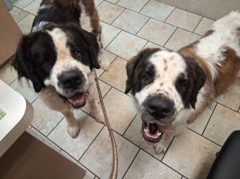 Foxy & Bandit (pair located in PA) -  Saint Bernard Dog for Adoption in Magnolia, Texas - Foxy & Bandit (pair Located In PA) | PetCurious