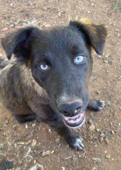 Imari -  Shepherd Dog for Adoption in Snyder, Texas - Imari | PetCurious