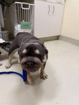 French Bulldog Dogs Available for Adoption in Fremont, California - CHATA | PetCurious