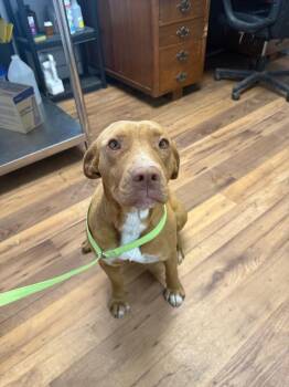 Labrador Retriever and Staffordshire Bull Terrier Dogs Available for Adoption - Emerald | PetCurious