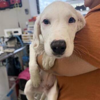 Mixed Breed Dogs Available for Adoption in West Chester, Pennsylvania - Charlie | PetCurious