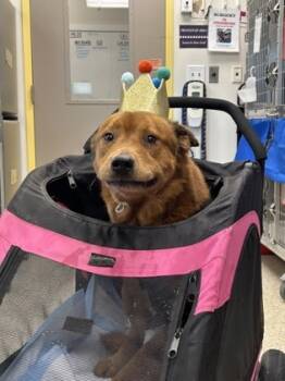 Rescue Mixed Breed Dogs for Adoption in Memphis, Tennessee - Sir Charles | PetCurious