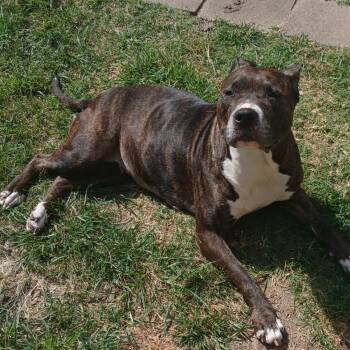 Mixed Breed Dogs Available for Adoption - Jasmine | PetCurious