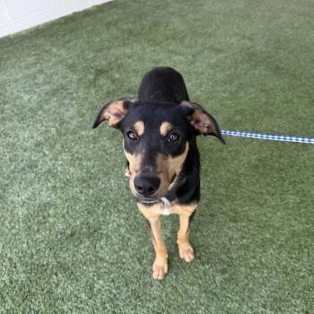 Cash Money 3337 -  Shepherd and Mixed Breed Dog for Adoption in Loxahatchee Groves, Florida - Cash Money 3337 | PetCurious