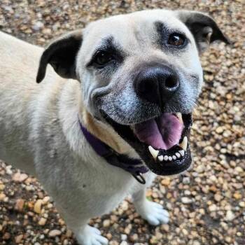 Topanga -  Black Mouth Cur Dog for Adoption in Bonifay, Florida - Topanga | PetCurious