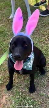 Rescue Labrador Retriever Dogs for Adoption in Leesburg, Georgia - Reames | PetCurious