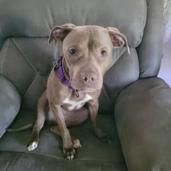 Pit Bull Terrier and Mixed Breed Dogs Available for Adoption in Avon, Ohio - Paulie Girl | PetCurious