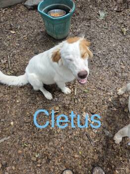 Cletus -  Australian Shepherd Dog for Adoption in Zimmerman, Minnesota - Cletus | PetCurious