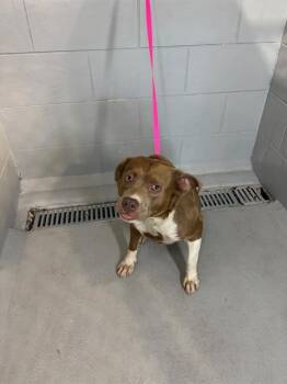 Labrador Retriever and Mixed Breed Dogs Available for Adoption in Winter Haven, Florida - A1265321 | PetCurious