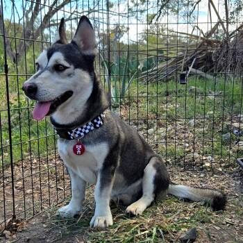 Olaf -  Corgi and Husky Dog for Adoption - Olaf | PetCurious