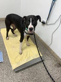 Pit Bull Terrier and Greyhound Dogs Available for Adoption in Vancouver, Washington - Arrow | PetCurious