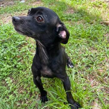 Foxy -  Chihuahua Dog for Adoption in Jupiter, Florida - Foxy | PetCurious