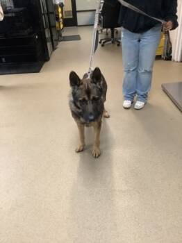 Rescue Dutch Shepherd and Mixed Breed Dogs for Adoption in Fort Worth, Texas - 59841116 | PetCurious