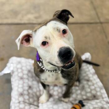 Stassi -  Mixed Breed Dog for Adoption in Columbus, Georgia - Stassi | PetCurious