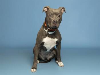 Pit Bull Terrier Dogs Available for Adoption - JUNEBUG | PetCurious