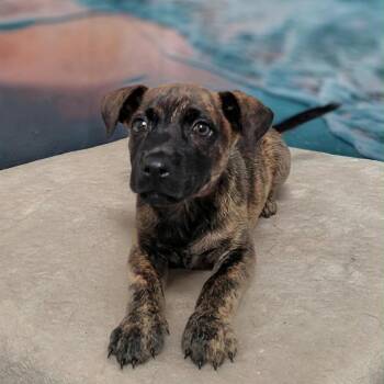 August -  Hound and Mixed Breed Dog for Adoption in Griswold, Connecticut - August | PetCurious