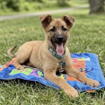 Tater Tot -  German Shepherd Dog and Golden Retriever Dog for Adoption in Griffin, Georgia - Tater Tot | PetCurious