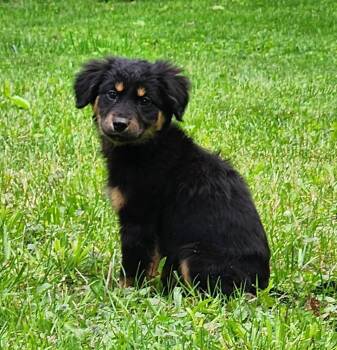 Australian Shepherd Dogs Available for Adoption in New Albany, Ohio - Charlie | PetCurious