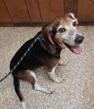Denton -  Beagle Dog for Adoption in Dunnellon, Florida - Denton | PetCurious