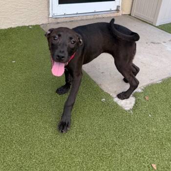Opal -  Mixed Breed Dog for Adoption in Titusville, Florida - Opal | PetCurious