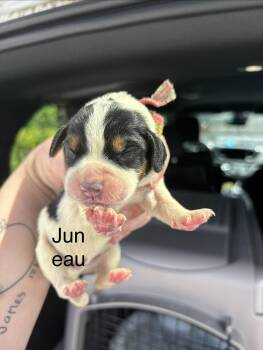 Hv Litter Juneau -  Beagle Dog for Adoption in Livonia, Michigan - Hv Litter Juneau | PetCurious