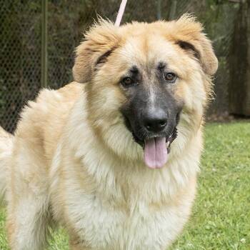 Shepherd Dogs Available for Adoption in Slidell, Louisiana - Luffy | PetCurious